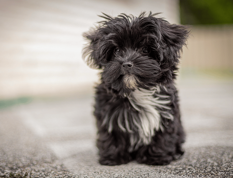 Russian Bolonka puppy