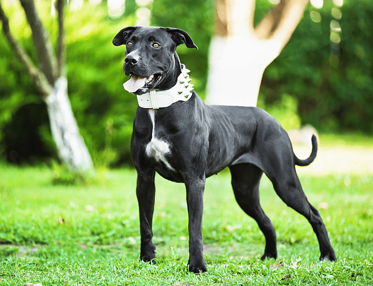 American Pit Bull Terriers vsAmerican Staffordshire Terriers