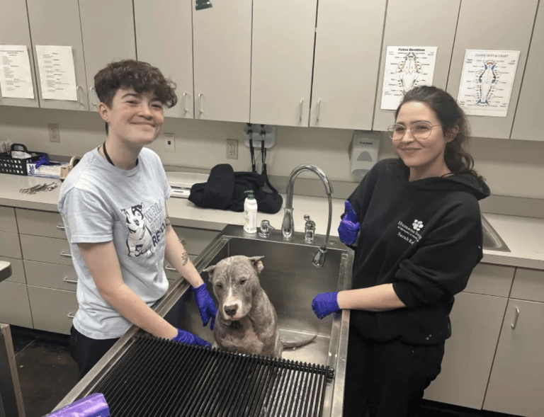 dog rescue: Neglected Pit Bull’s Dramatic Rescue Turns Into a Journey of Love and Healing