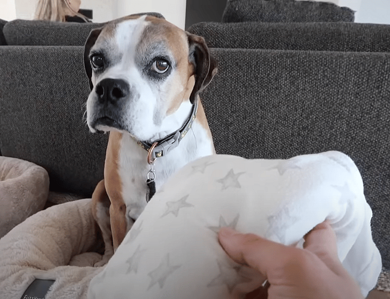 American Bulldog's Heartwarming Encounter with Newborn Baby