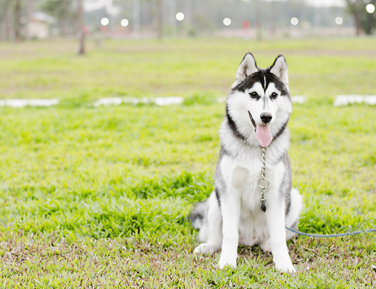 Dog Breeds Not Recommended for Small Children