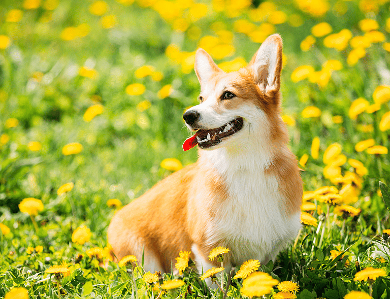 Corgi Names