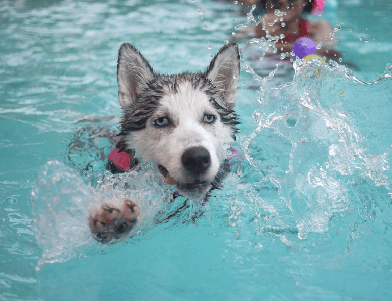 Husky Dog Name