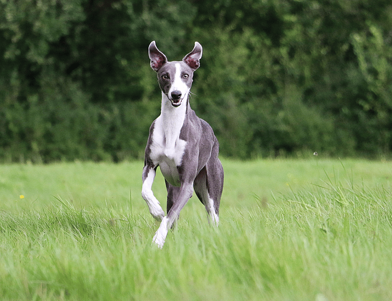 Fastest Dog Breeds
