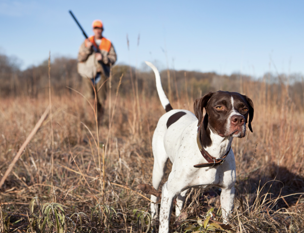 Hunting Dog Names