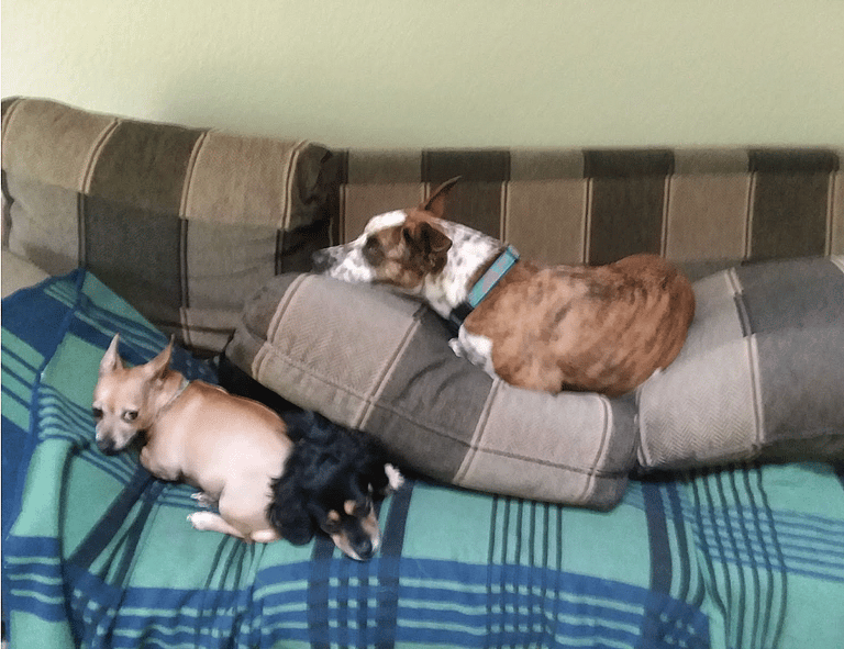 Dog rescue: Puppy Born In Jack in the Box Drive Thru Snuggles His Way Into a Forever Home