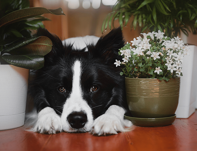 The Unseen Struggle of Velcro Dogs