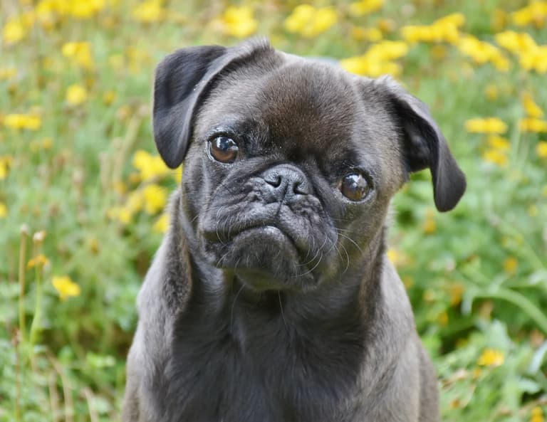 pug names