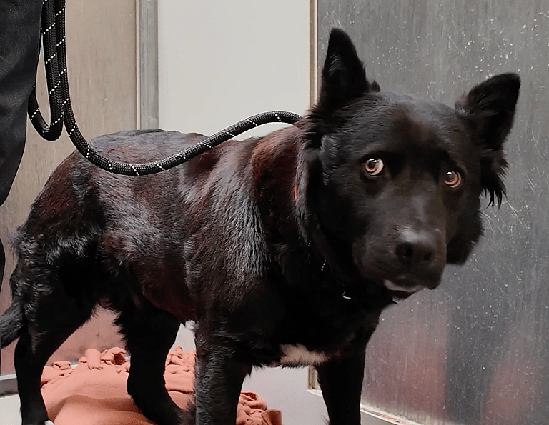 Sitting With Dogs - Honey