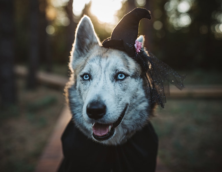 Harry Potter Dog Names