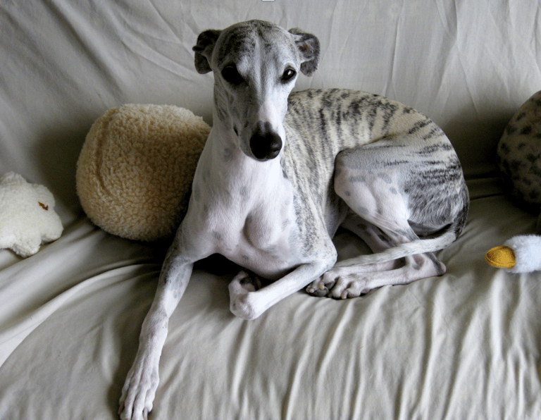 whippet