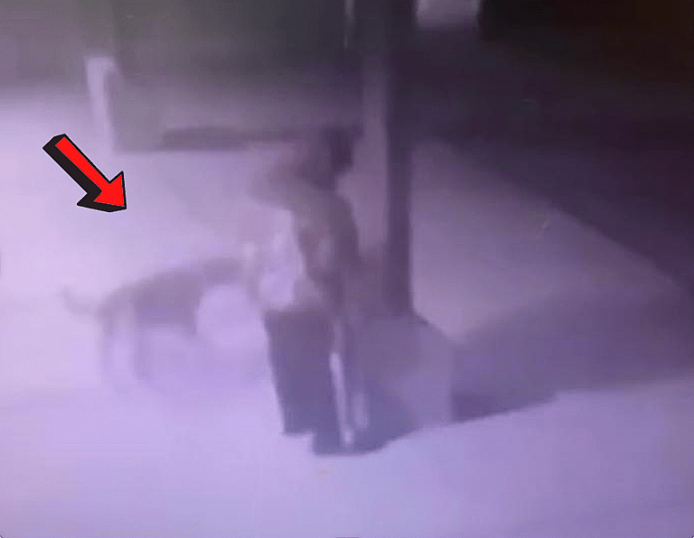 Dog Dumped at Shelter with Teddy Bear