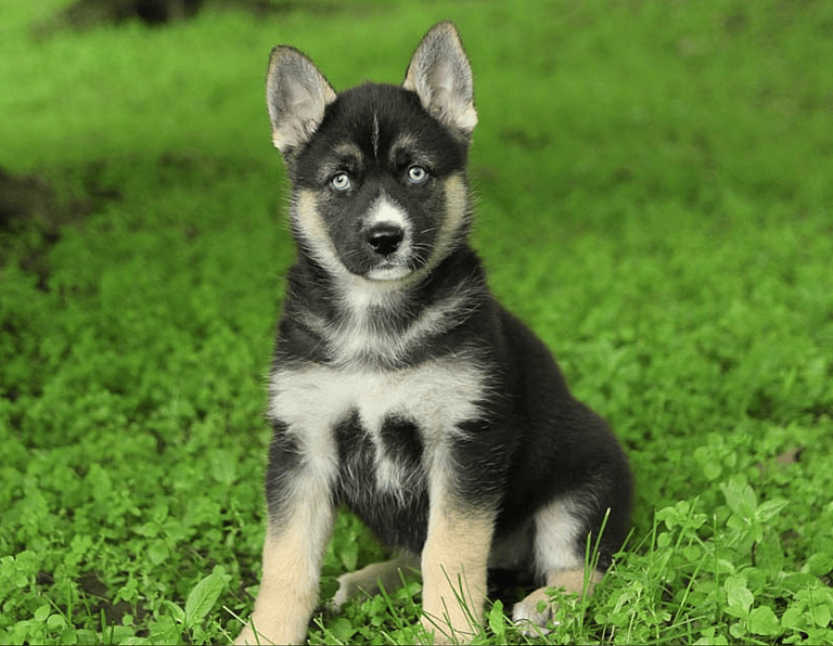 The Gerberian Shepsky puppy