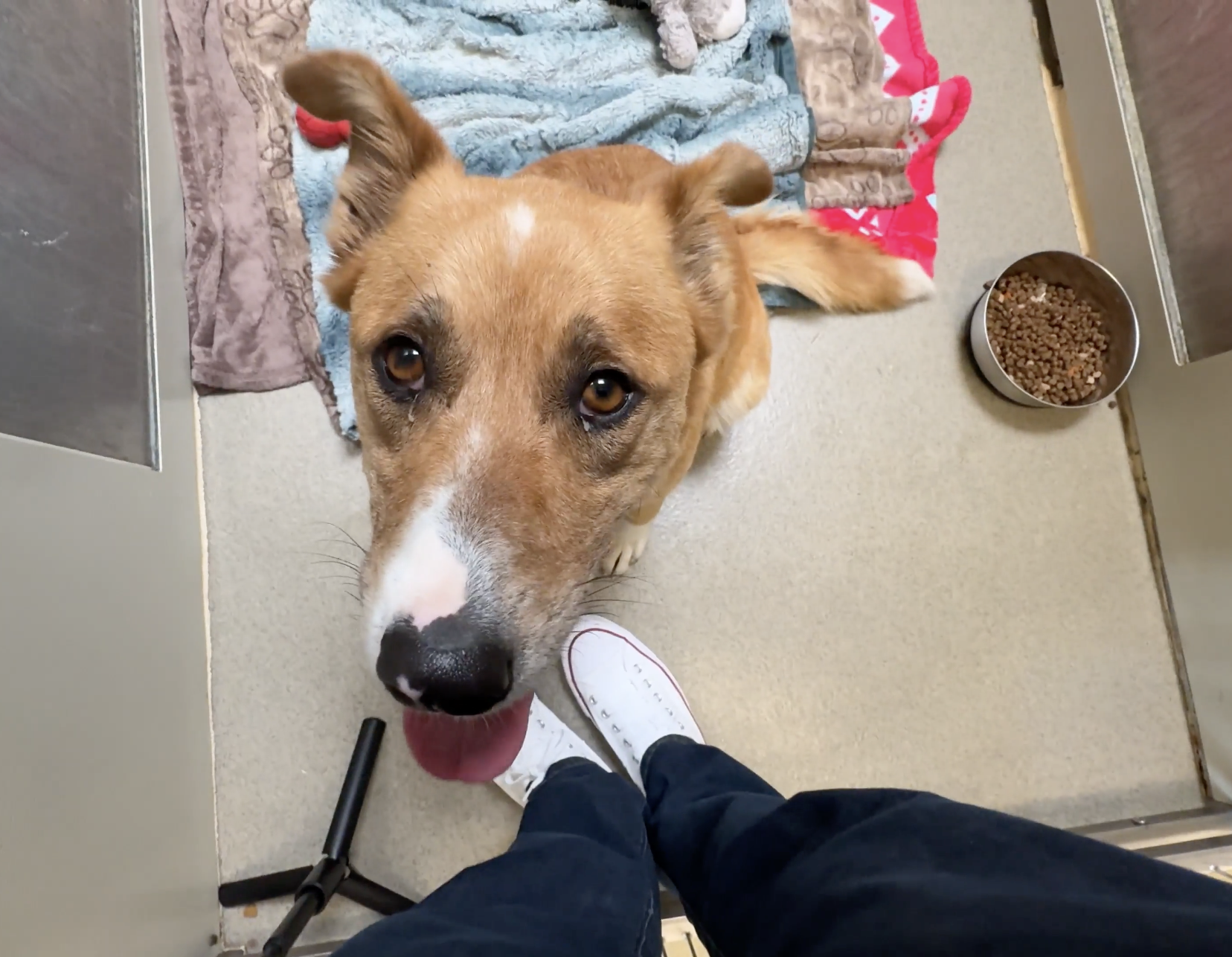 Sitting With Dogs - Shilo