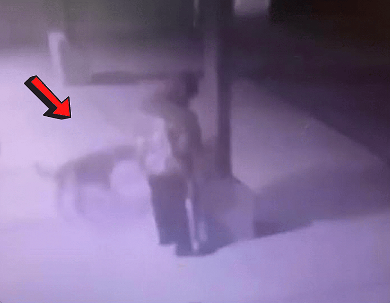 Dog Dumped at Shelter with Teddy Bear