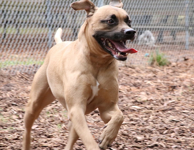 Black Mouth Cur