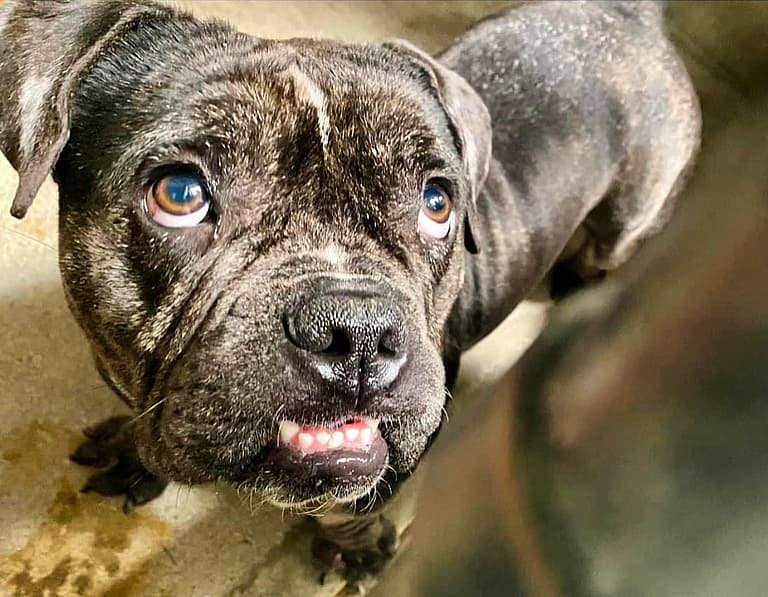 Dog up for Adoption: Mama Dog Abandoned After Over-Breeding is Ready For a Life of Her Own