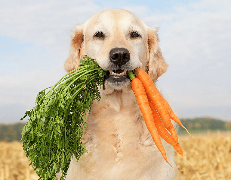 Can Dogs Eat Carrots?