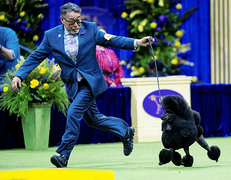Westminster dog show
