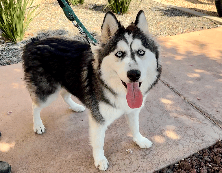 Heartbreak as Shelter Dog Is Adopted and Returned in Just 2 Hours—Why Can’t This Husky Find a Home?