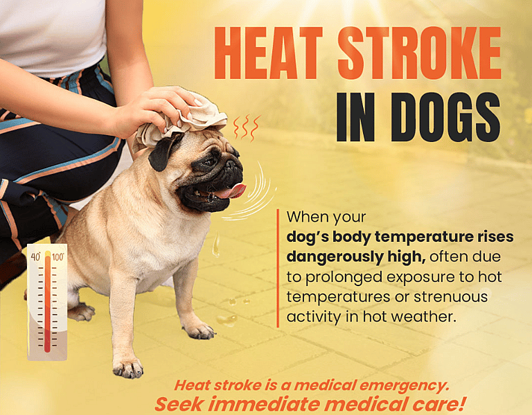 Sweltering Temperatures Have This French Bulldog Seeking Refuge in a Hilarious Heat Exhaustion Hack