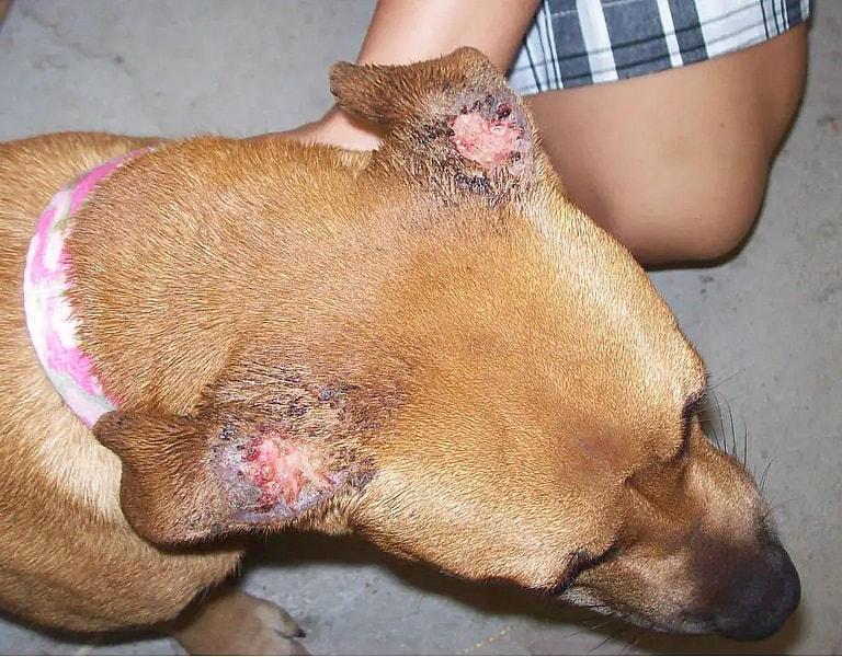 Fly Strike in Dogs