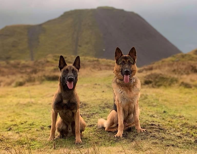 Belgian Malinois vs German Shepherds