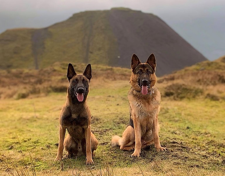 Belgian Malinois vs German Shepherds