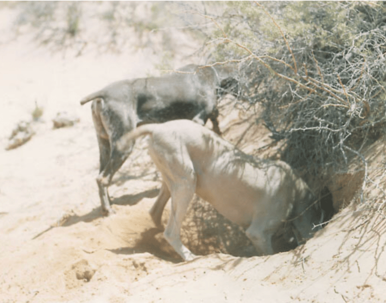 Here's How This Weimaraner Became a Surprising Cold War Hero