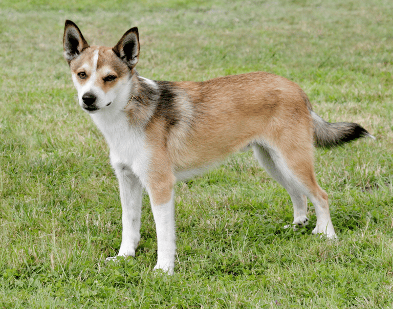 Dog Breeds On The Brink Of Extinction - Norwegian Lundehund