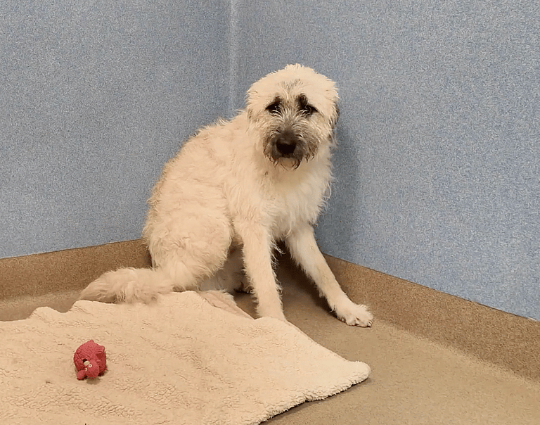 Sitting with dogs 46: Jocka