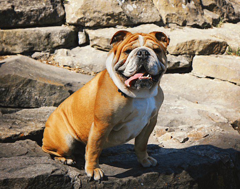 English Bulldog Names