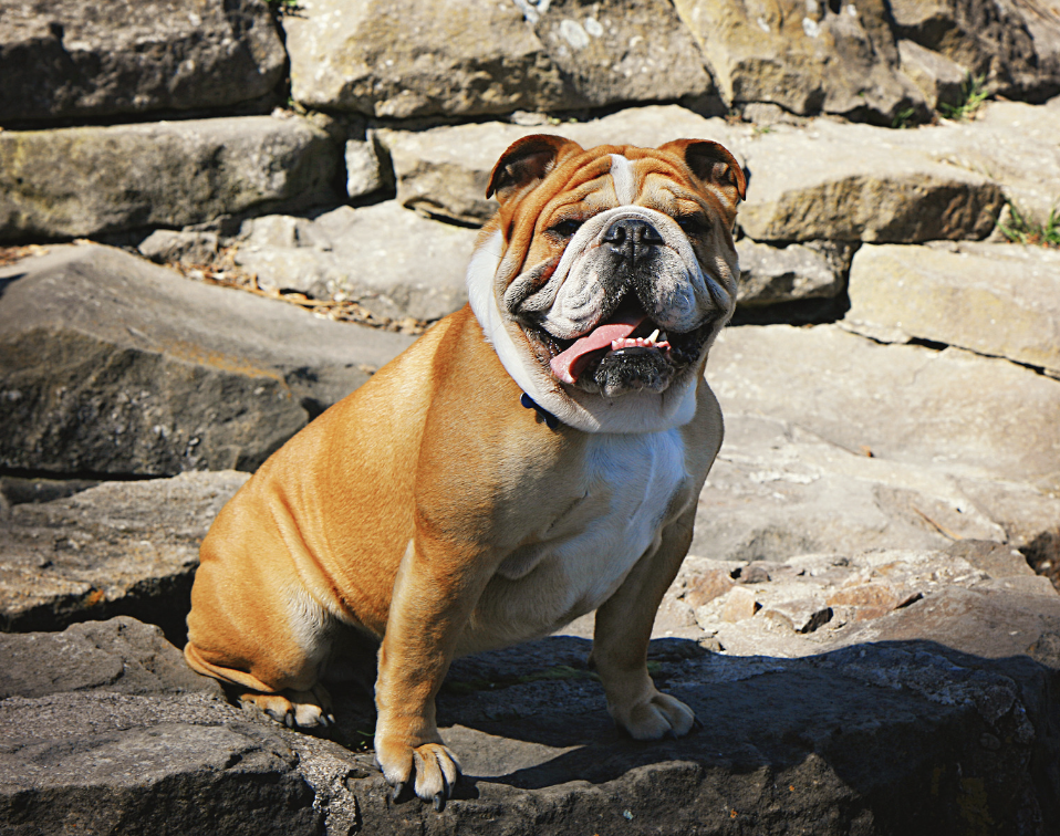 English Bulldog Names