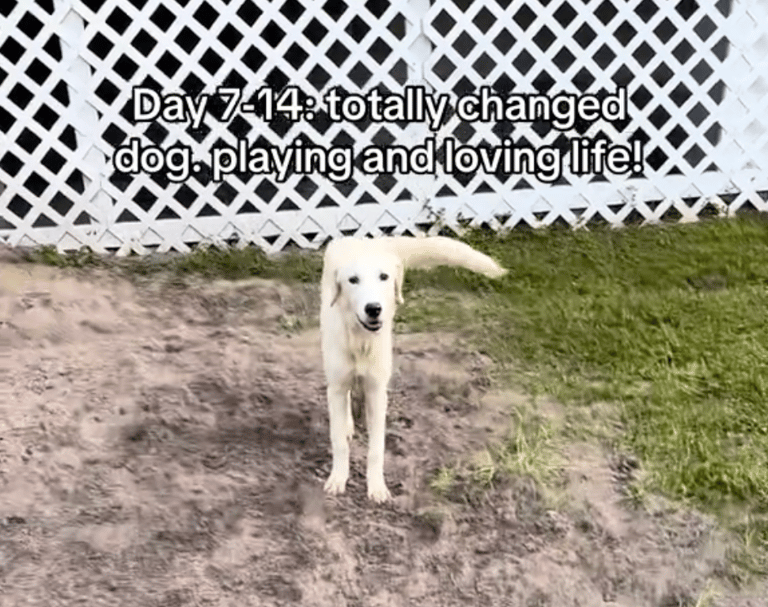 Terrified Shelter Dog's Inspiring Transformation Will Melt Your Heart