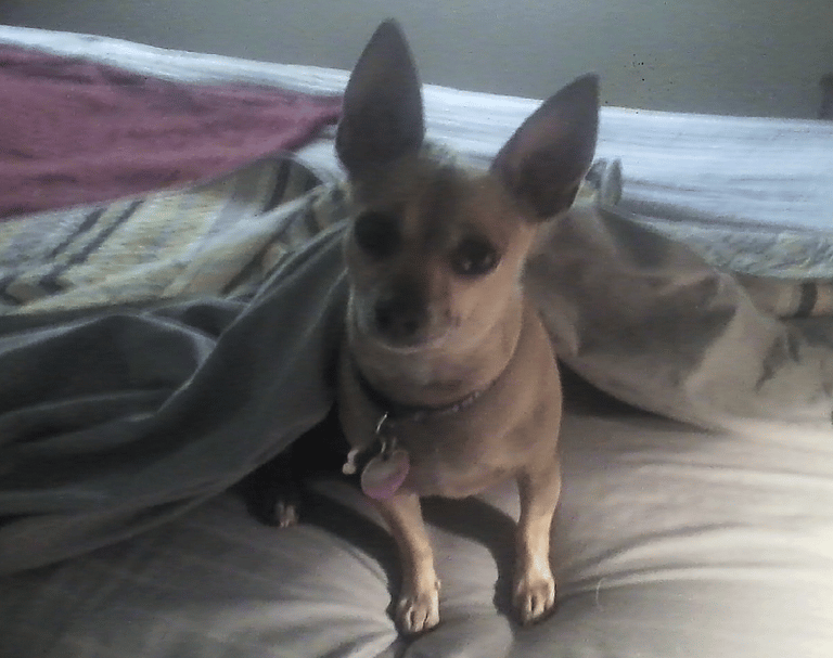 Dog rescue: Puppy Born In Jack in the Box Drive Thru Snuggles His Way Into a Forever Home