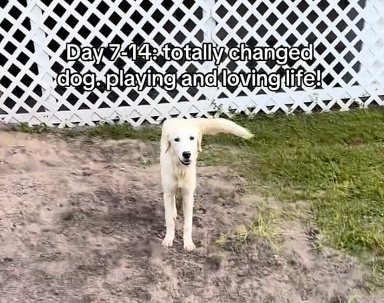 Terrified Shelter Dog's Inspiring Transformation Will Melt Your Heart