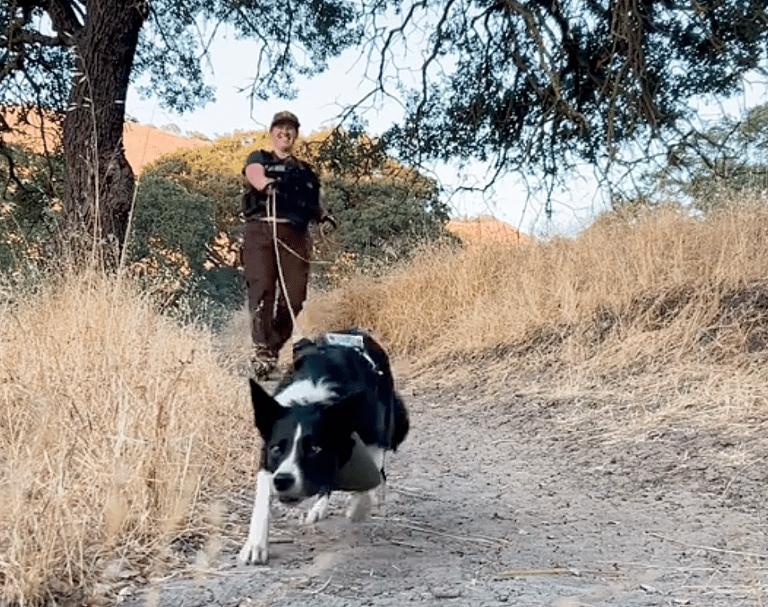 search and rescue dog news