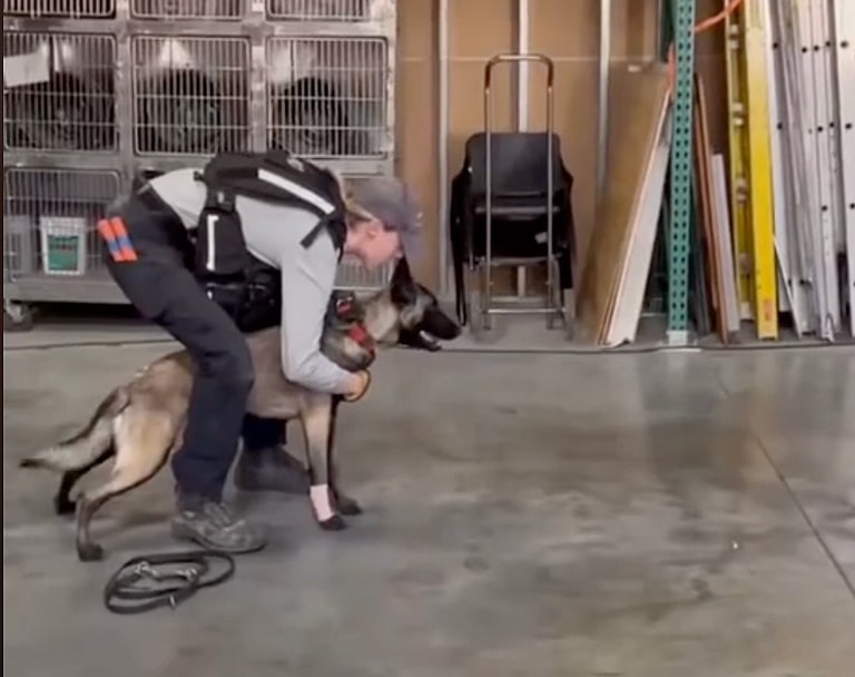 search and rescue dog news