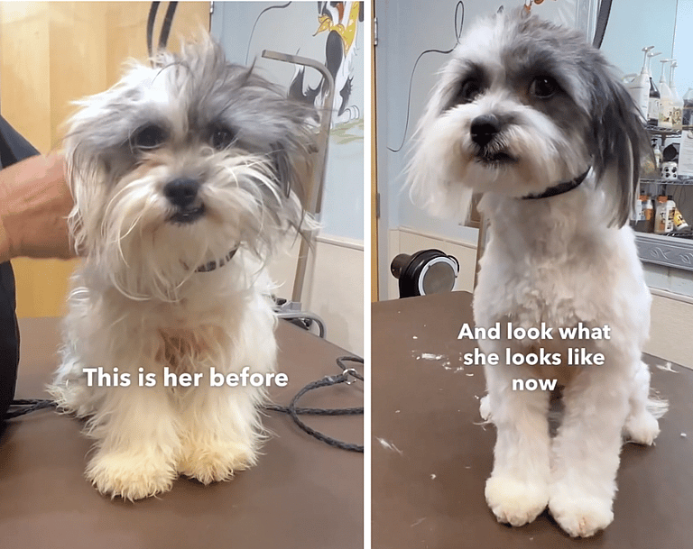 Her Matting Was So Severe, Vets Struggled to See if She Was Spayed - Then Came the Makeover!