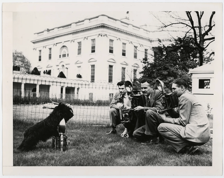 Fala, the Scottish Terrier of President Franklin D. Roosevelt 