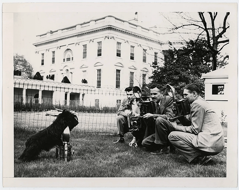 Fala, the Scottish Terrier of President Franklin D. Roosevelt