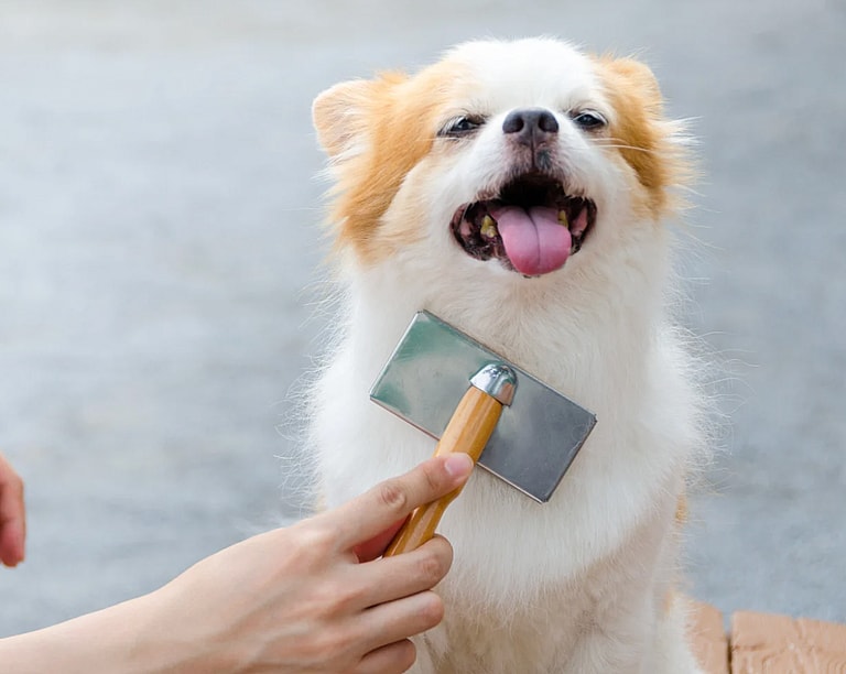 Preventing Fly Bites and Fly Strike in Dogs - keep your dog groomed