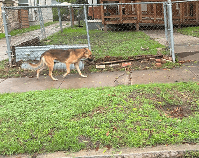 dog up for adoption: Starving, Injured Stray German Shepherd Lured Off Streets With Clever Rescuer's Chicken Trap