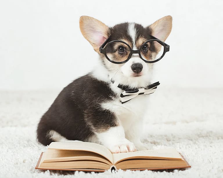 Corgi Names