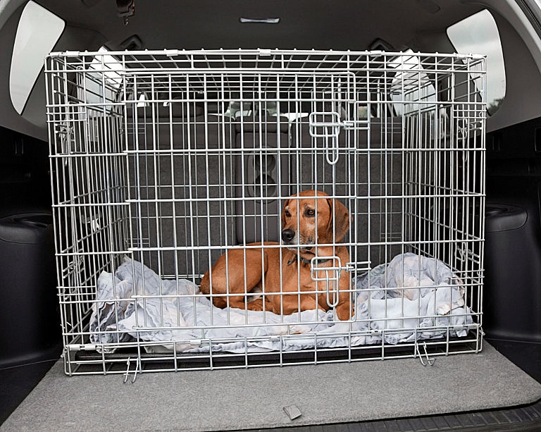 Animal Transporters