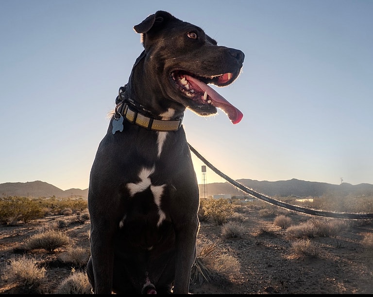Cole, A Loyal Pitbull