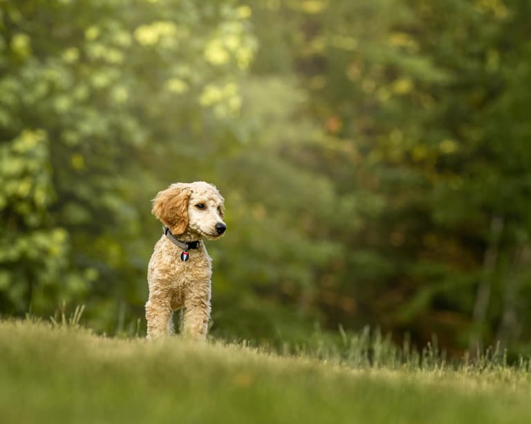 A Poodle standing on green grass, the Poodle's lifespan is between 10–18 years