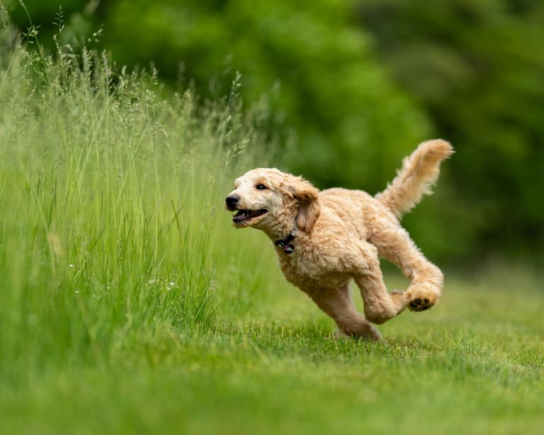 Dog running into a field full of long grass, grass seed in dogs is common during summer months