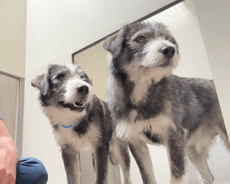 Sitting with dogs: Woody & Buzz