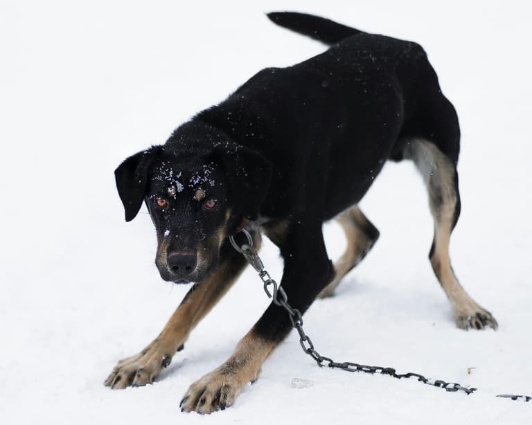 Terrier’s Signs of Aggression Put Him in Danger—Urgent Plea To Help!
